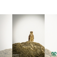 گونه عقاب مارخور Short-toed Eagle